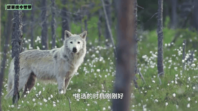 灰熊压倒灰狼，全队斗志昂扬继续胜利